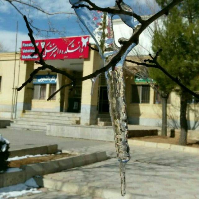 Iaushk_vet