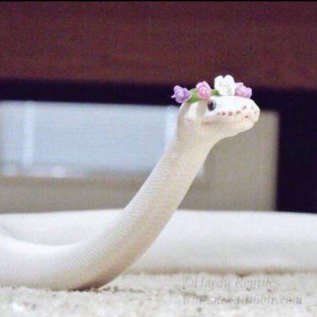 تسات🌝🐍