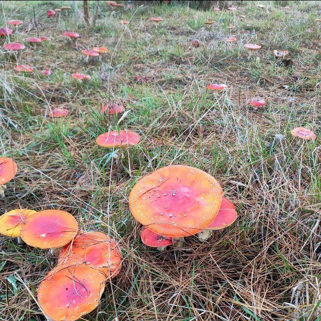 Magische Pilz Welten 🍄