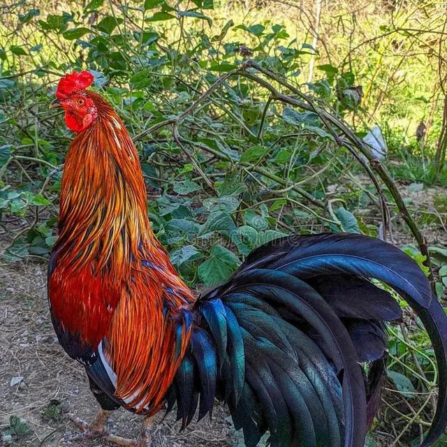 មាន់ជល់ស្រុកស្រែ🐉