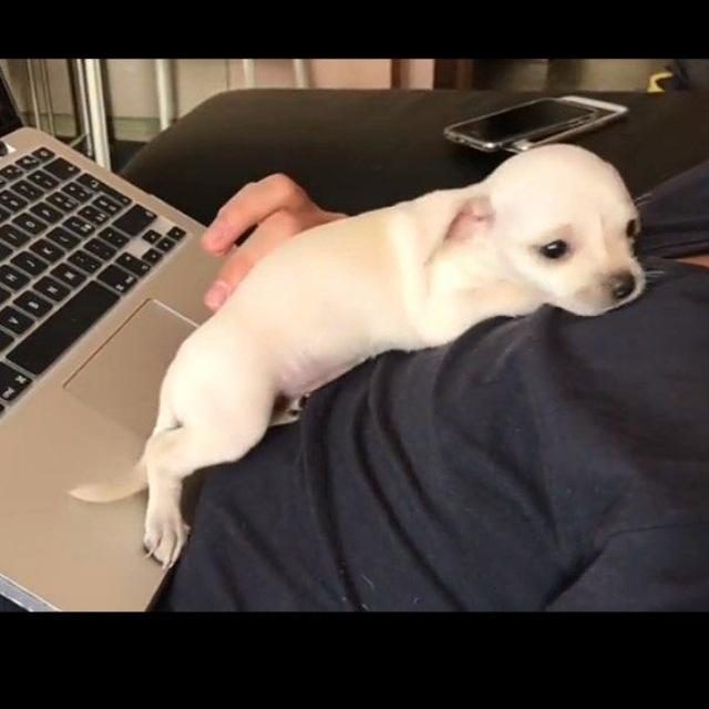 Teacup chihuahua puppies for adoption ❤️♥️
