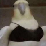 ميمز و عربدة