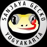 LELANG GECKO by Sanjaya Gecko