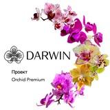 Orchid Premium | Цветущая Голландия