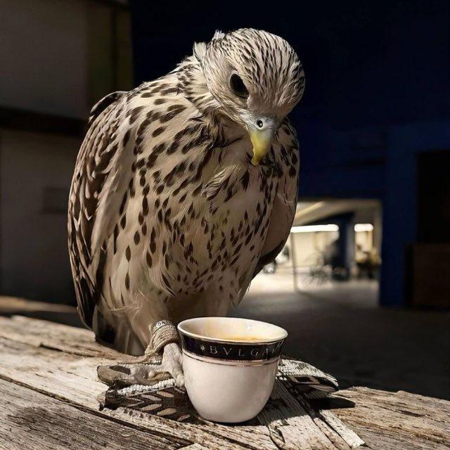 شمّري