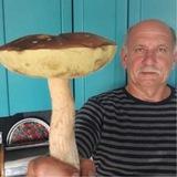 ип чюсик