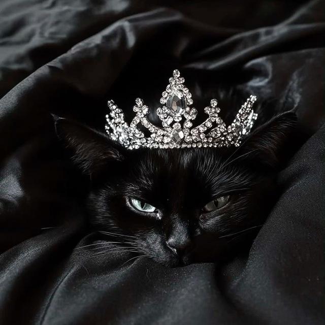 кошкин дом🖤