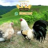🏆🐓🇲🇽CRIADERO POKER DE ASES🇺🇸🐓🏆