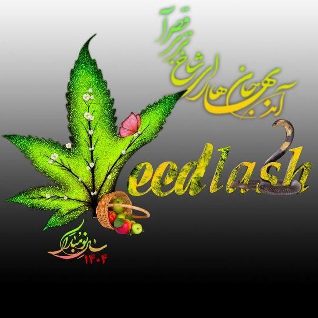 ویدلش | weedlash