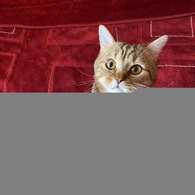 Котенок Рон Р Плюшевски и друзья