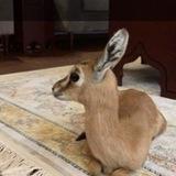 عاشق『🦌』 الغزلان