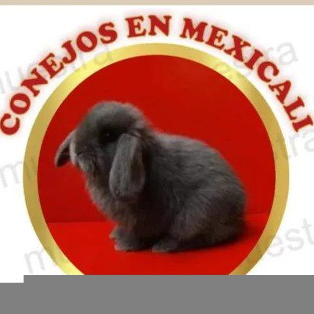 Canal Conejos en Mexicali. 🎙📡 cel.6862818530