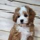 Malti_pushka❤️ ❤️ ( Мальтипу щенки Maltipoo) кавапу и пуделя.