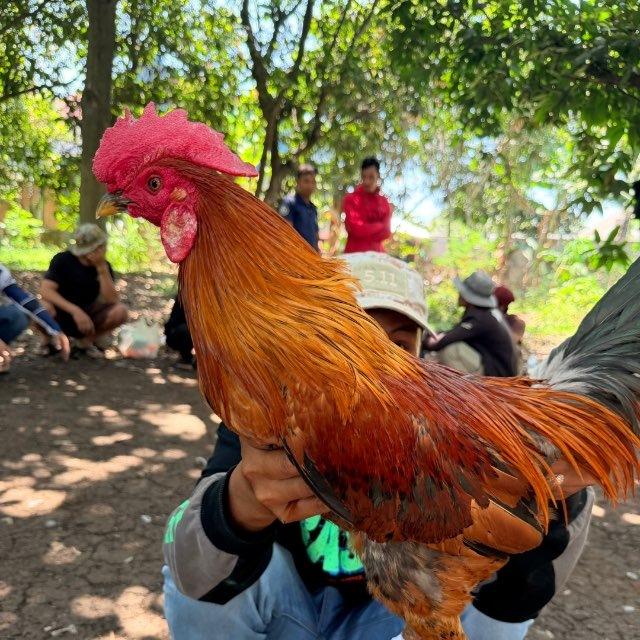 ŚENG ĆPC 🐓✨