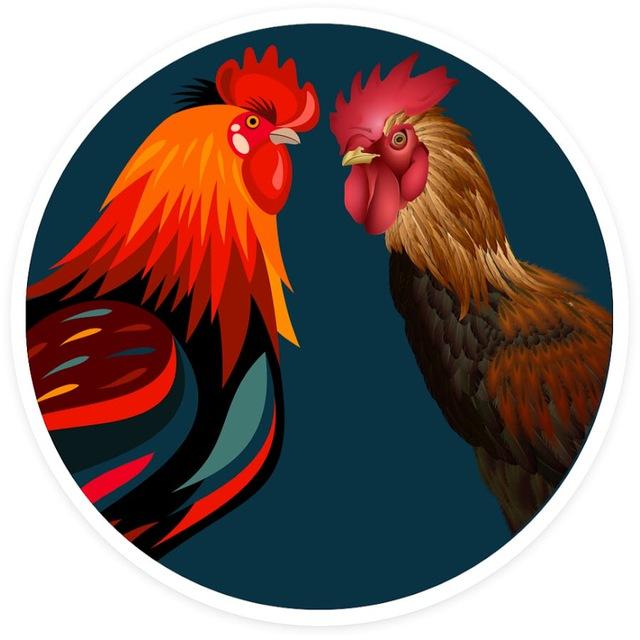 កំសាន្តបក្សីកីឡា🐓⚔️