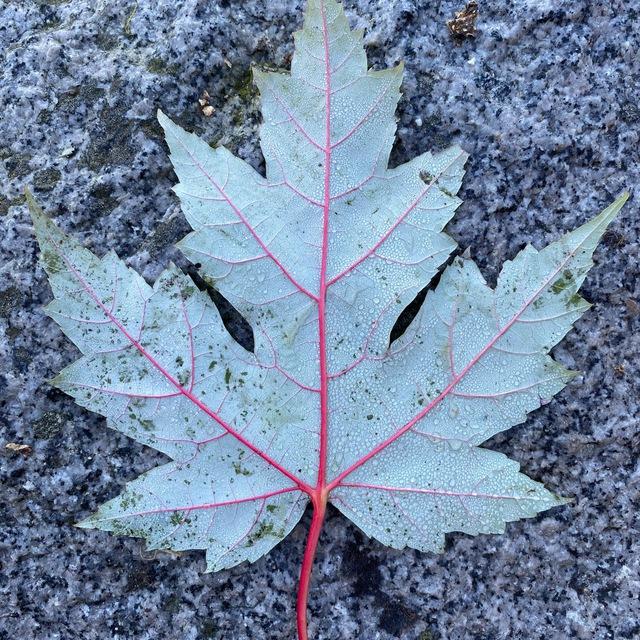 Photos from Vancouver, British Columbia, Canada