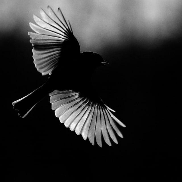 bellebird_art