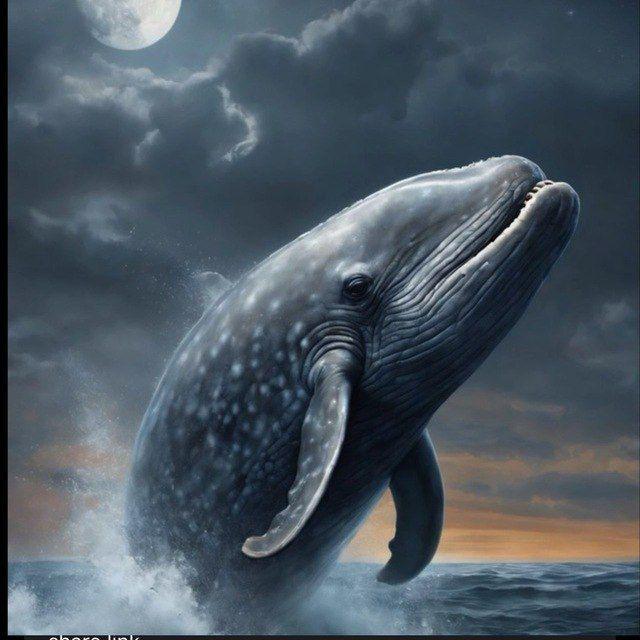 الحوت 🐋.