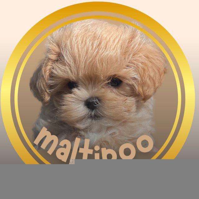 @Maltipoo.Ukraine