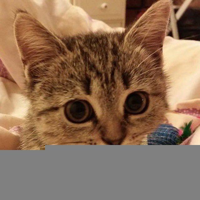 Мы коты