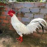 បក្សីកីឡាភ្នំជី JK