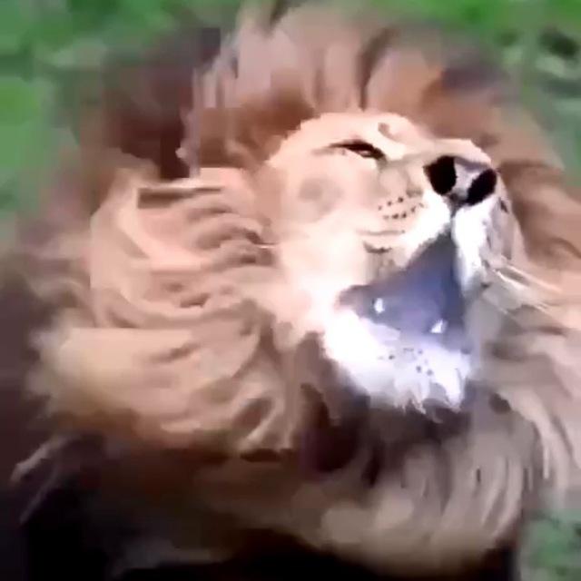 The TRUTH Roars