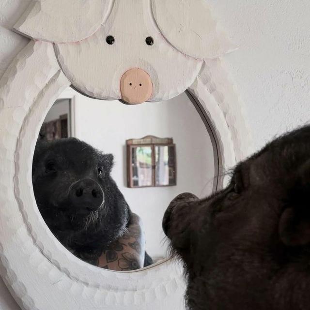 Свинятор 🐽 Piggy Минипиги Minipiggy Поросята