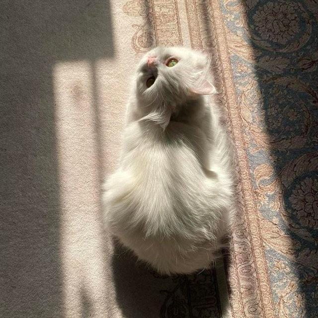 يَقِينٌ