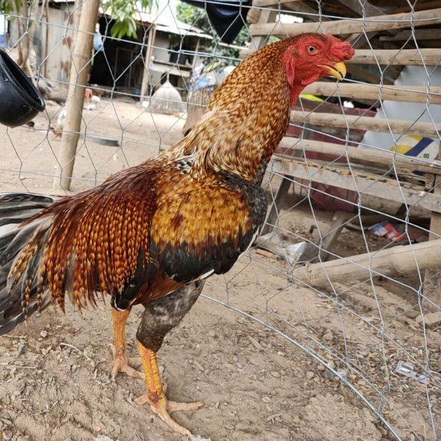 មាន់ជល់ខ្មែរ🐔