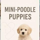 Mini poodle puppies