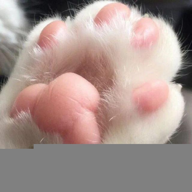 Лапки🦮🐈