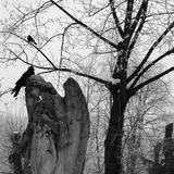 Angels of Death