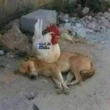 ميمز السادة