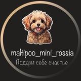 МАЛЬТИПУ/MALTIPOO Москва 🐶