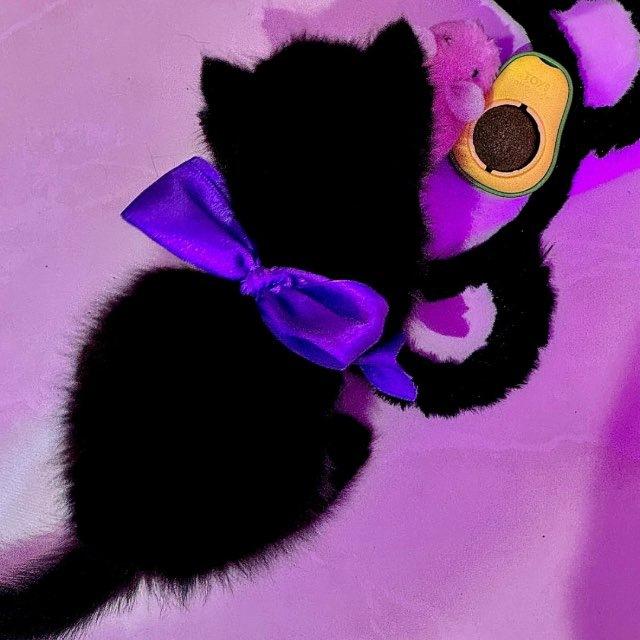 Pishi