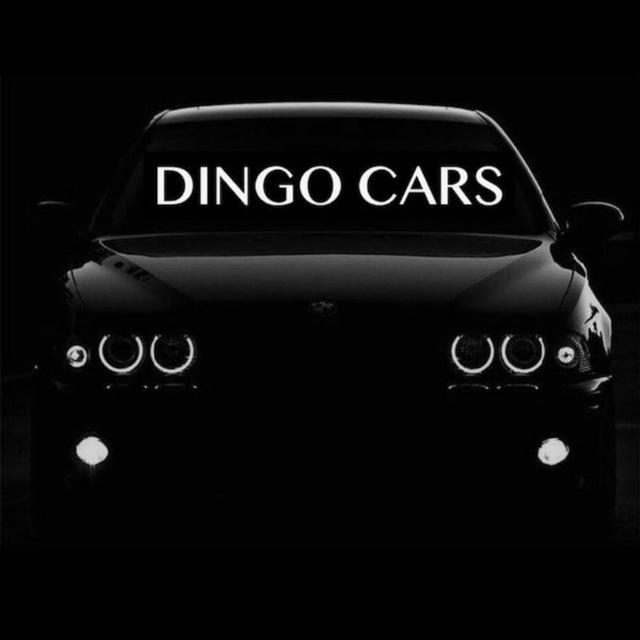 Dingo cars MSK🏁