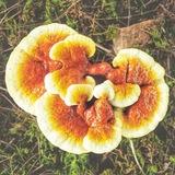 Fungi Facts, Vitalpilze, Epigenetik, Psychedelika gestützte Therapien, alternative Heilmethoden etc. 🌄