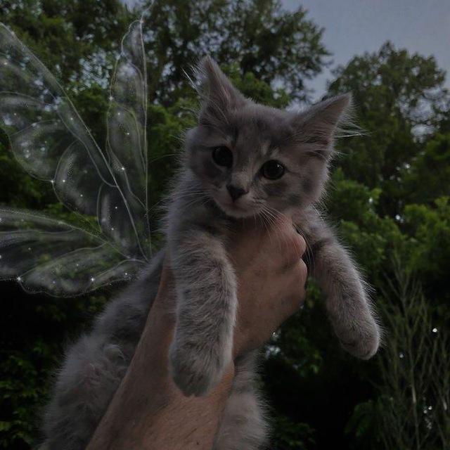 Фейк гс, фото, видео 👾☺️