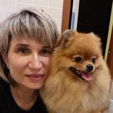 groomer24 Стрижка собак