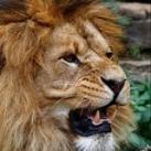World of wild animals exotic