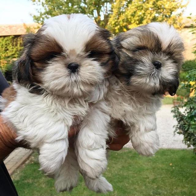 Shihtzu puppies for adoption