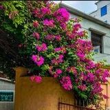 🥀🌿প্রাকৃতিক সৌন্দর্য ভিডিও🥀🌿