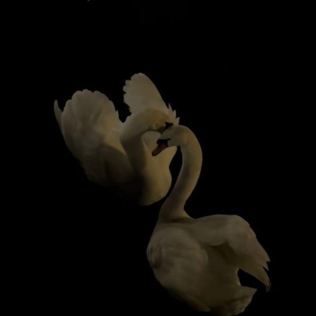 لــــيان🖤.