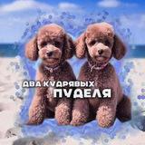 Два кудрявых пуделя🐩
