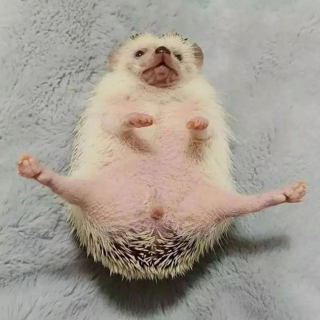 ёжики 🦔