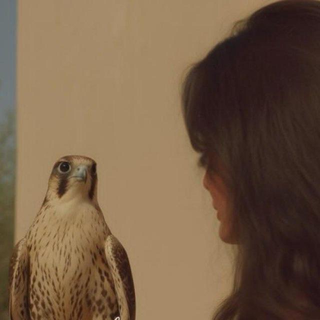 الاريـّام.