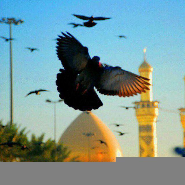 كربلاء جنة الحُسَينِ .❤️🕊️