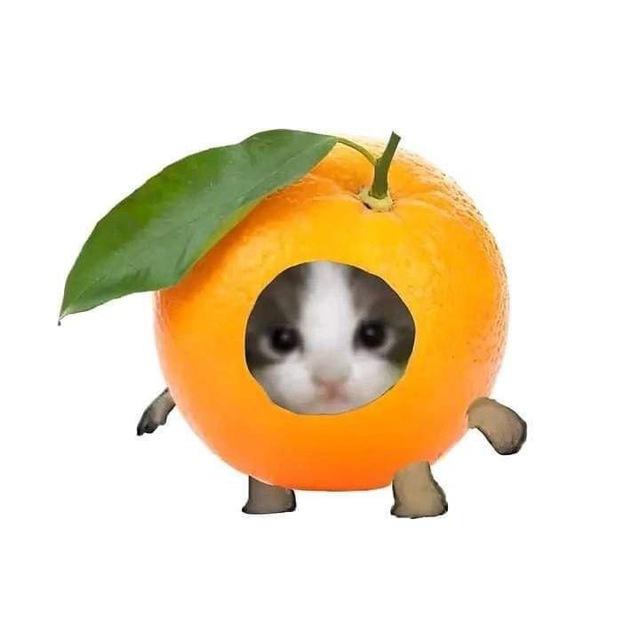 🌿🍊ⲙᥲⲏⲇᥲρυⲏ𐔖ⲃыύ ᥴ𐔖ⲕ🍊🌿