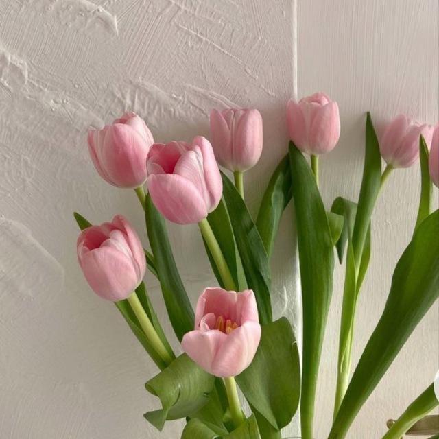 تُوليـب🌷.