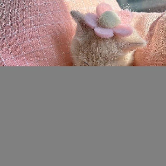 🐾 Si Si pishi 🍰